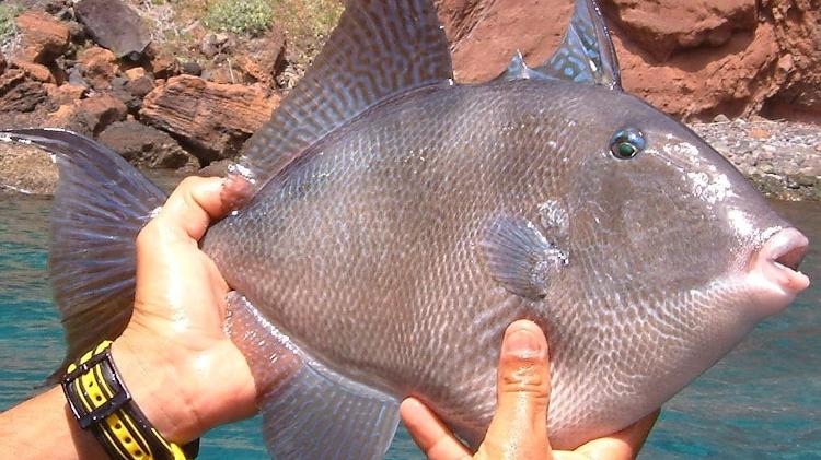 Conhecido popularmente como porquinho, o Balistes capriscus é muito comum no Brasil, sendo um dos peixes mais pescados e consumidos - Reprodução/Wikipedia - Reprodução/Wikipedia