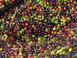 Saca do café é vendida por R$ 283,33, em média, no estado de Rondônia