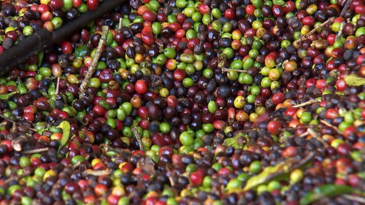 Saca do café é vendida por R$ 283,33, em média, no estado de Rondônia