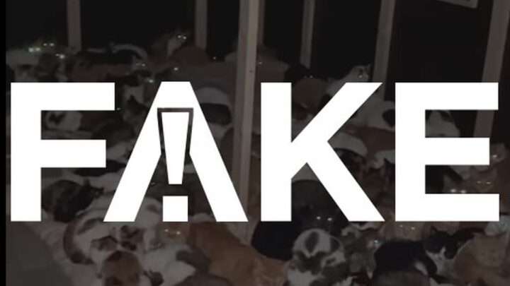É #FAKE vídeo que mostra abrigo de gatos resgatados no Rio Grande do Sul