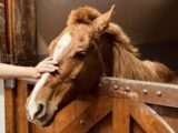 Cavalo Caramelo superou desidratação, mas ainda precisa recuperar 50 kg, dizem veterinários