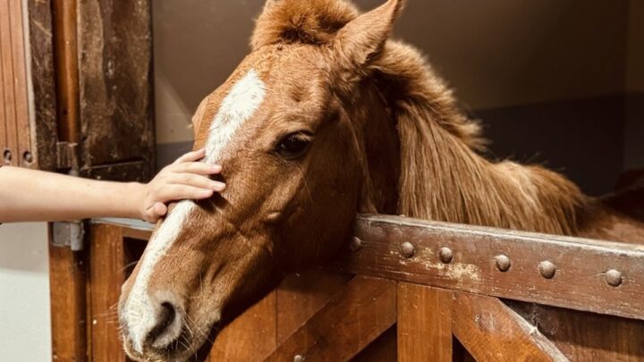 Cavalo Caramelo superou desidratação, mas ainda precisa recuperar 50 kg, dizem veterinários