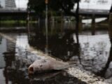 'Apareceu muito rato': com água baixando, moradores de Porto Alegre convivem com animais mortos, esgoto e mau cheiro nas ruas