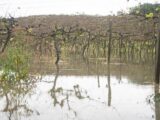 Temporais alagam vinhedos na Serra Gaúcha, e produtor diz: ‘Nem imagino o tamanho do estrago’ | Economia