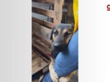 Chorão: Cão que abraçou perna de veterinária no RS e emocionou Ana Maria encontra tutor após enchentes