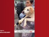 VÍDEO: Cachorro 'nada' no ar após ser resgatado no RS; entenda o comportamento