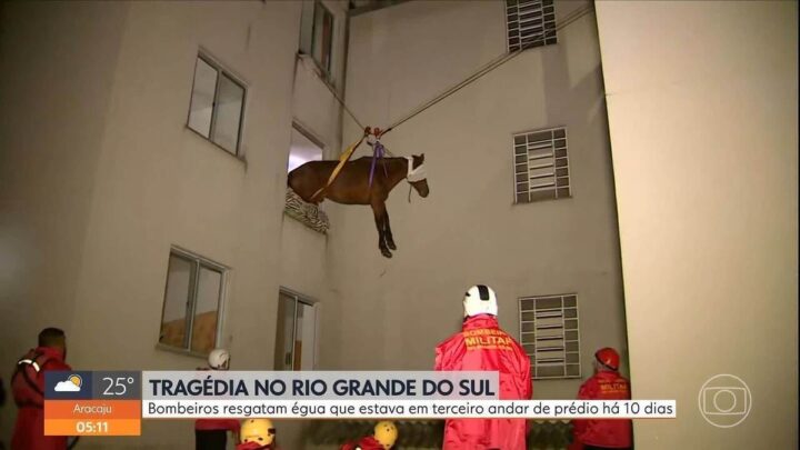 VÍDEO: veja como égua foi içada e resgatada do 3º andar de prédio residencial no Rio Grande do Sul